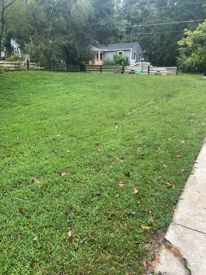 Lawn before mowing
