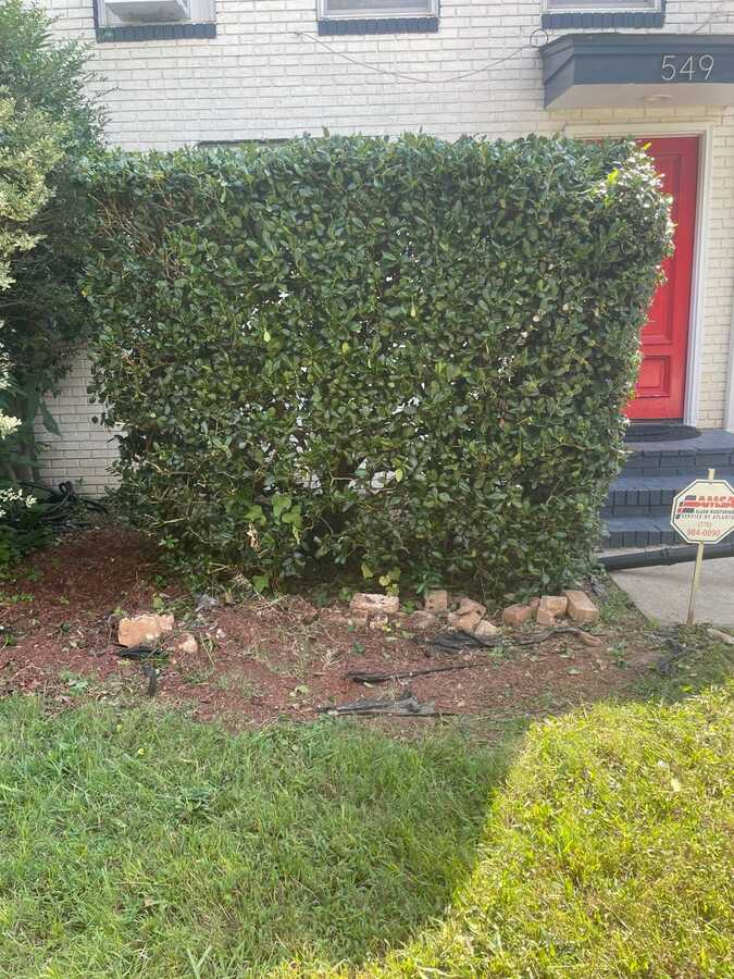 Shrub after professional trimming