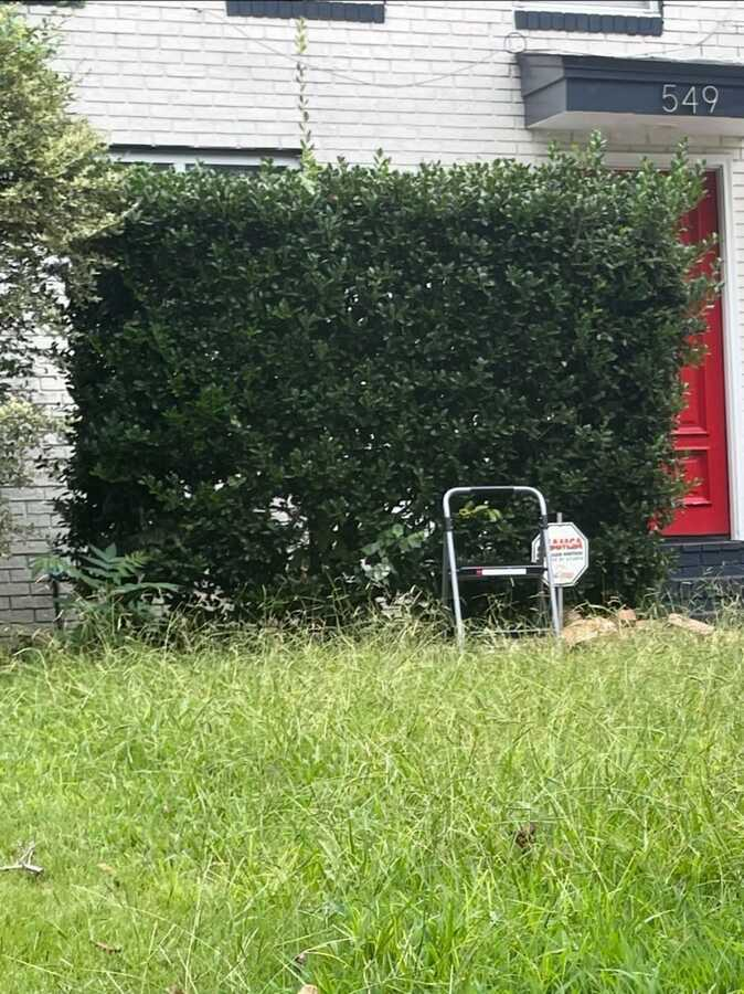 Overgrown shrub before trimming